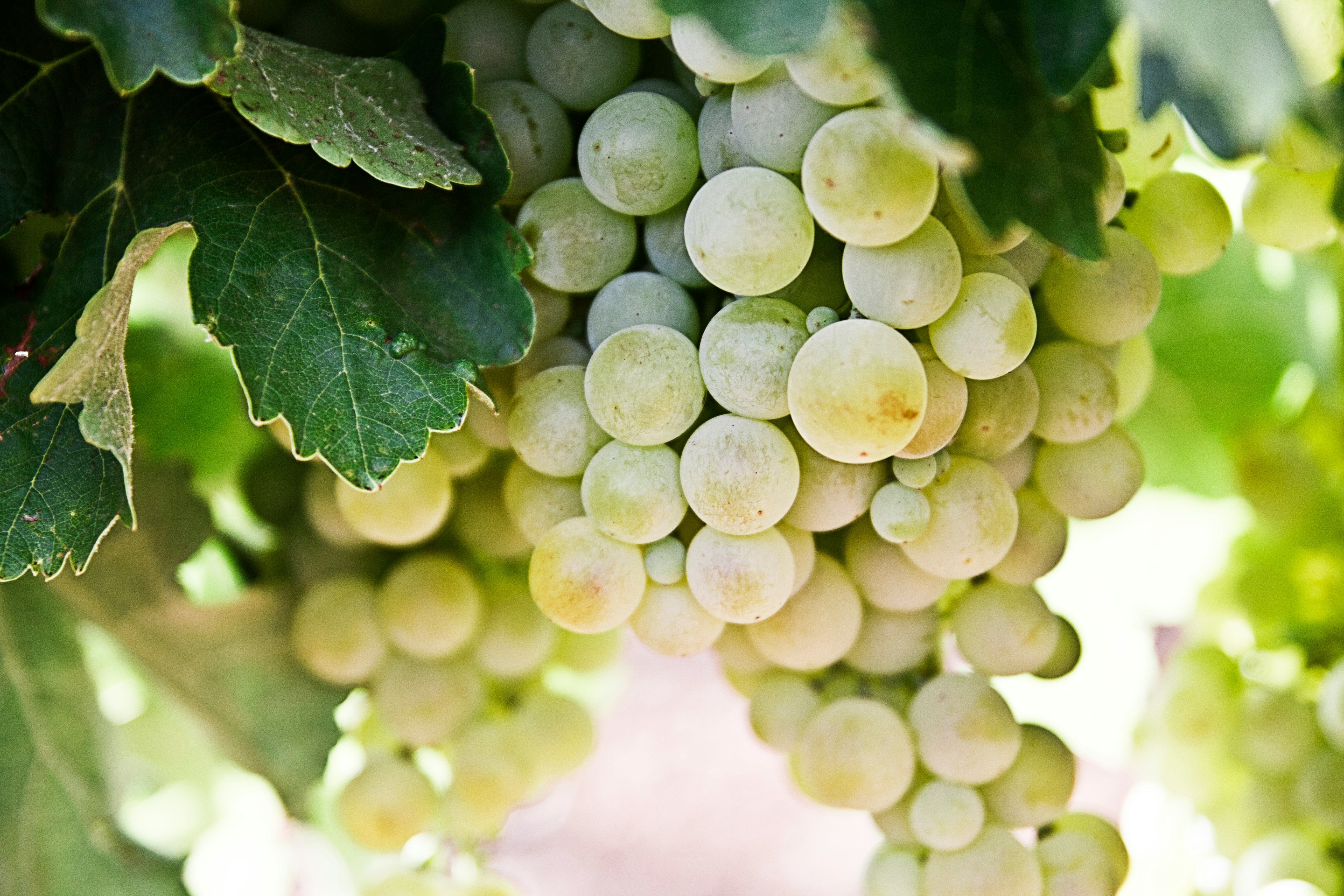 Happy #Drink Chenin Day 2024!